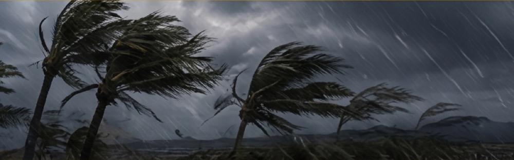 Palm trees bending in a strong coastal storm
